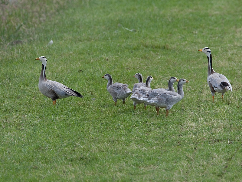 Anser Indicus Bar-headed Goose Indische Gans